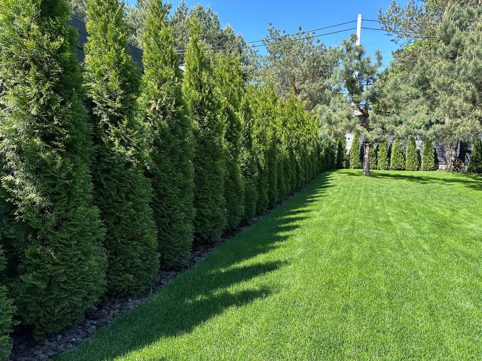 A hedge of green thuja on a sunny day. Landscaping in the yard lawn grass and green spaces. Landscaped yard among pine trees.